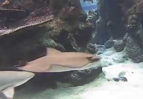 Kalifornia Akademisi Akvaryum Canli İzle