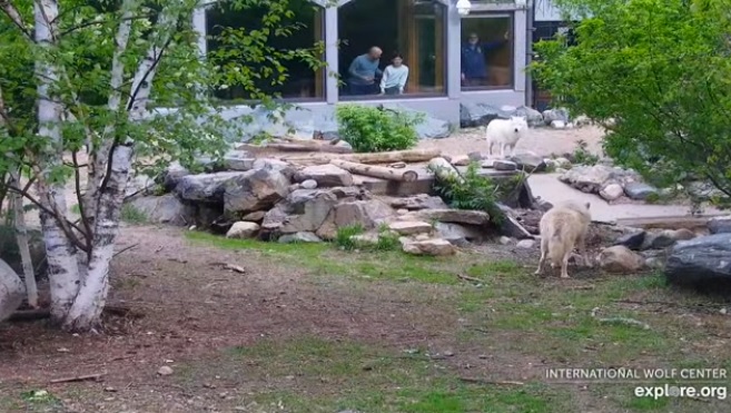 Amerika Uluslararası Kurt Merkezi Canlı