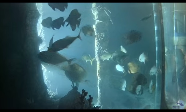 Avusturya Haus des Meeres Akvaryumu Canlı