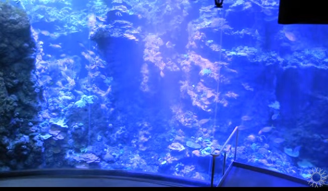 San Francisco Bilimler Akedemi Akvaryumu Canlı