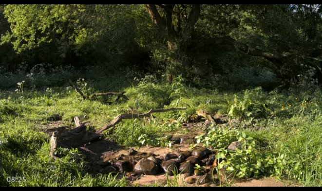 Kuzey Danimarka Yaban Hayatı Canlı İzle