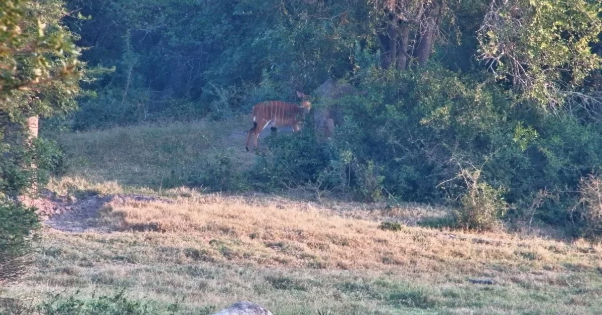 Güney Afrika Tembe Elephant Park Canlı