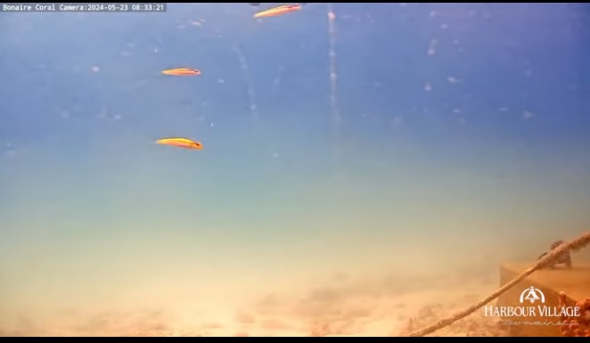 Hollanda Mercan Kayalığı Canlı İzle