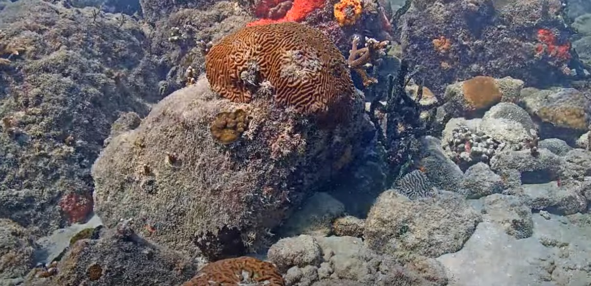 Miami Mercan Akvaryumu Canlı Mobese