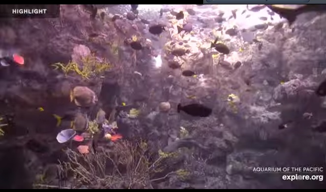 Pasifik Akvaryumu Canlı Mobese İzle