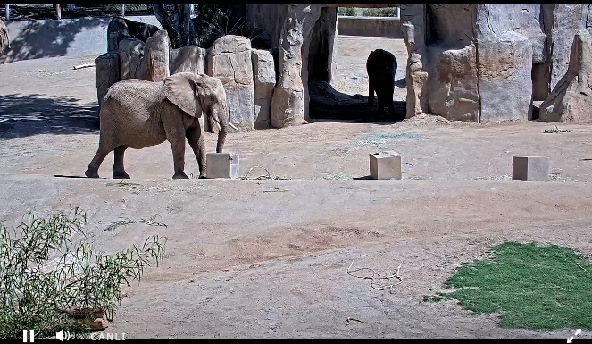 San Diego Hayvanat Bahçesi Filler Canlı İzle