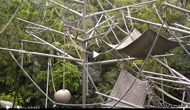 San Diego Hayvanat Bahçesi Canlı İzle