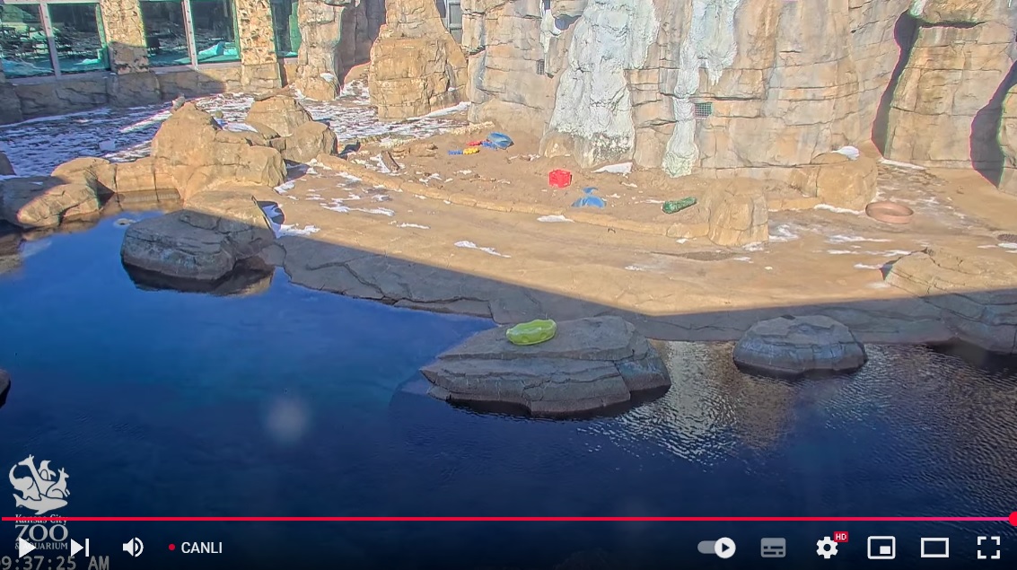 Kansas Hayvanat Bahçesi Canlı