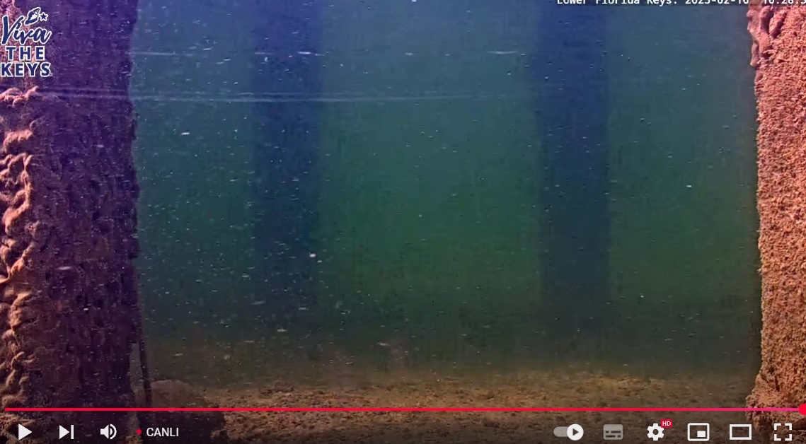 Florida Akvaryum Su Altı Canlı