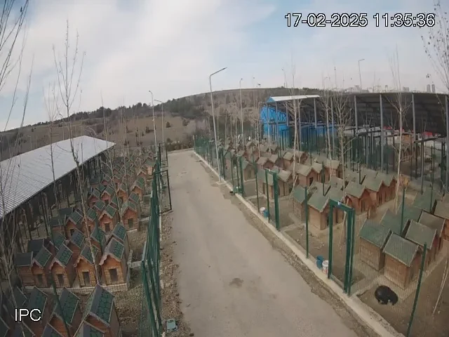Ankara Hayvan Bakımevi Canlı